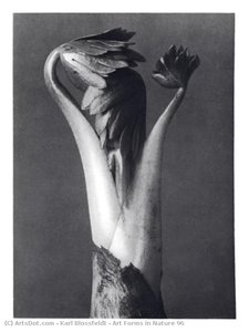 Art Forms In Nature 96 — Karl Blossfeldt