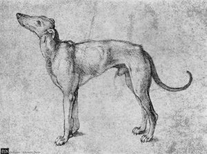 Greyhound — Albrecht Dürer