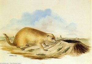 Pekari — Tiziano Ramsay Peale Ii