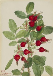 Bourgeau Rose (rosa Bourgeauiana) — Mary Vaux Walcott