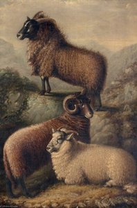 Three Welsh Sheep — William Shiels