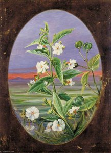 Il Gelsomino Notturno — Marianne North