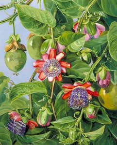 Flores Y Frutos De La Flor De La Pasión Maricojas, Brasil — Marianne North