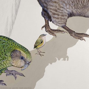 South Island Wren — Jane Kim