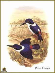 Martin P_cheur _dos Blanc — John Gould