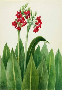 Primrose (primula Parryi) — Mary Morris Vaux Walcott