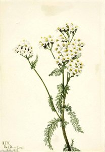 Western Yarrow (achillea Lanulosa) — Mary Morris Vaux Walcott