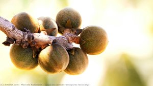 Caqui-do-cerrado (diospyros Lasiocalyx) — Marcelo Kuhlmann