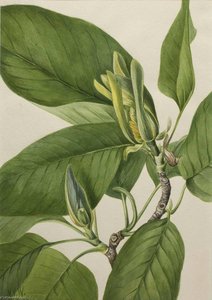 Cucumbertree (magnolia Acuminata) — Mary Morris Vaux Walcott