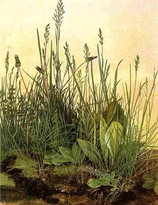 Large Clumps Of Grass, Albertina Vienna — Albrecht Dürer