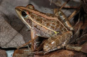 Ptychadena Pumilio, July 2014, Comoé National Park, Ivory Coast — Pd Dr. Mark-oliver Rödel