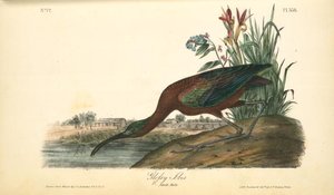 Glänzender Ibis. Erwachsener Männchen. — John James Audubon