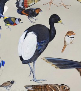Pale-winged Trumpeter — Jane Kim