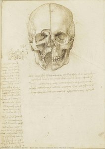 Recto: La Sezione Del Cranio. Verso: Lo Scheletro Sezionato — Leonardo Da Vinci