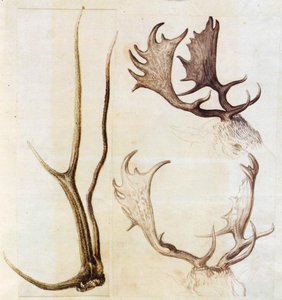 Nature Studies — Giuseppe Arcimboldo