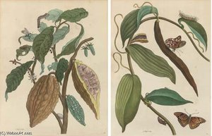 18th Century — Maria Sybilla Merian