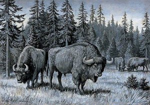 Dioramas Of Pleistocene, 'bison Briscas' (extinct European Bison) — Margaret Maitland Howard