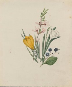 Orange Crocus : Dwarf Almond : Snowdrop : Blue Navel Wort — Caroline Maria Applebee