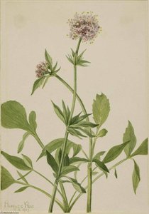 Heliotrope Valerian (valeriana Sitchensis) — Mary Morris Vaux Walcott