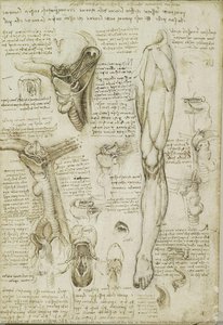 R: El Cuello Y Los Músculos De La Pierna. V: Los Huesos Del Pie Y Los Músculos Del Cuello — Leonardo Da Vinci