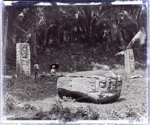 Photographie d'un dessin de Quiriguá prise par A.P. Maudslay