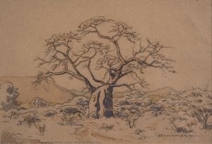 Baobab Study Near To Mussina — Erich Mayer
