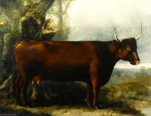 North Devon Cow — William Shiels