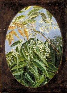 Il Neem — Marianne North