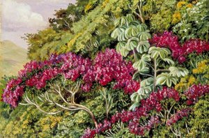 Een Bank Van Quaresma En Trompetbomen, Brazilië — Marianne North