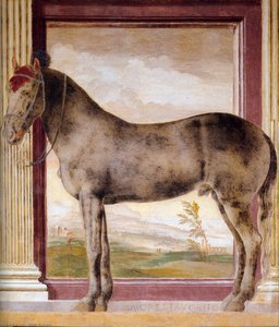 'the Horse ''morel Favorito''' — Giulio Romano