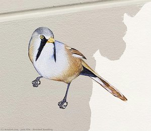 Bearded Reedling — Jane Kim