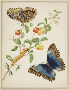 Branch Of West Indian Cherry With Achilles Morpho Butterfly — Maria Sybilla Merian