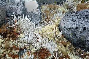 Thamnolia Subuliformis — Paul C. Sokoloff