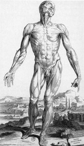 Anatomy — Andreas Vesalius