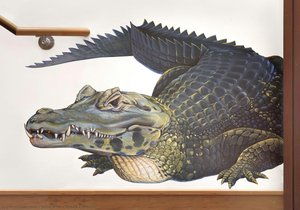 Black Caiman — Jane Kim