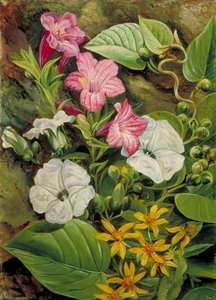 Some Brazilian Flowers — Marianne North