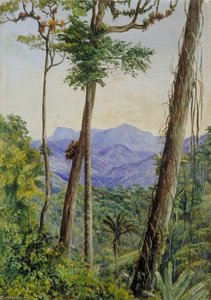 Blick Aus Dem Haus Von Herrn Weilhorn, Petrópolis, Brasilien — Marianne North