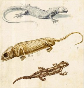Study Of A Lizard, A Chameleon And A Salamander — Giuseppe Arcimboldo