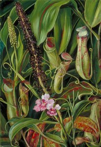 Feuillage, Urnes Et Fleurs D'une Népenthès De Bornéo, Et Une Orchidée — Marianne North
