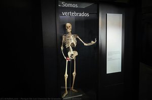 Human Skeleton — Parque De Las Ciencias De Granada