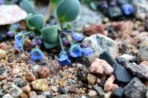 Mertensia Maritima Subsp. Tenella — Paul C. Sokoloff