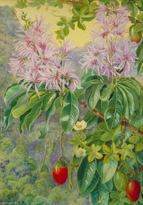 Castaño Silvestre Y Planta Trepadora De Sudáfrica — Marianne North