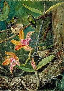 Orchidee En Kolibries, Brazilië — Marianne North