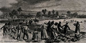 Labour In The Cotton Fields