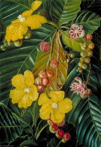 Follaje, Flores Y Frutos De Un Arbusto De Pantano De Borneo — Marianne North