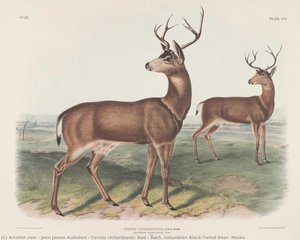 Cervus Richardsonii, Aud & Bach. Columbian Black-tailed Deer. Males. — John James Audubon