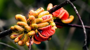 Pimenta-de-macaco (xylopia Aromatica) — Marcelo Kuhlmann