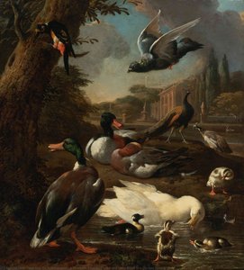 A Peacock, Pigeon, Ducks And Other Birds In A Garden Setting — Melchior De Hondecoetter