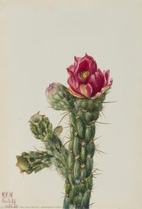 Walkingstick Cholla (opuntia Imbricata) — Mary Vaux Walcott