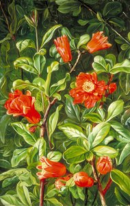 Flowers Of The Pomegranate, Painted In Teneriffe — Marianne North